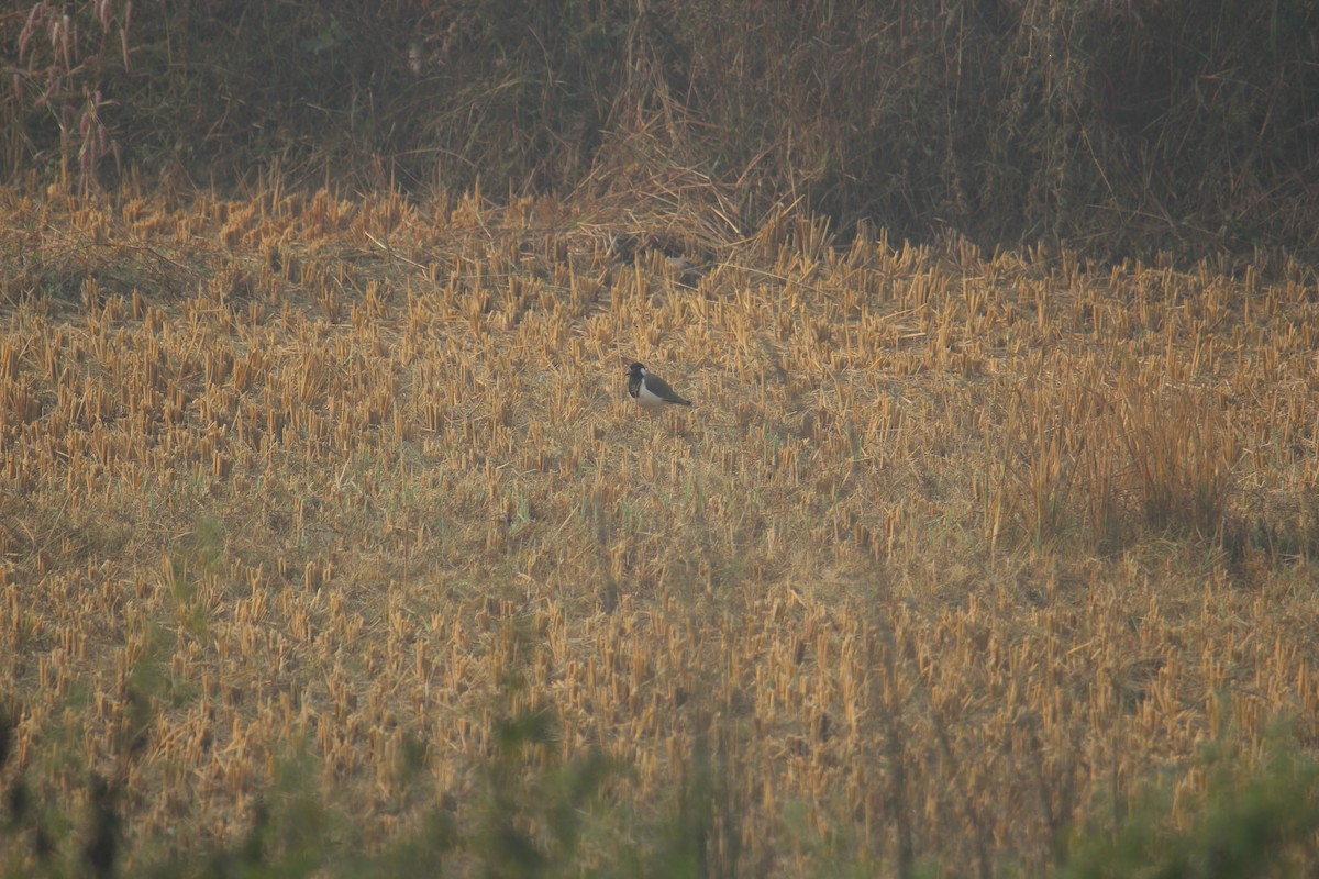 Red-wattled Lapwing - ML620733633