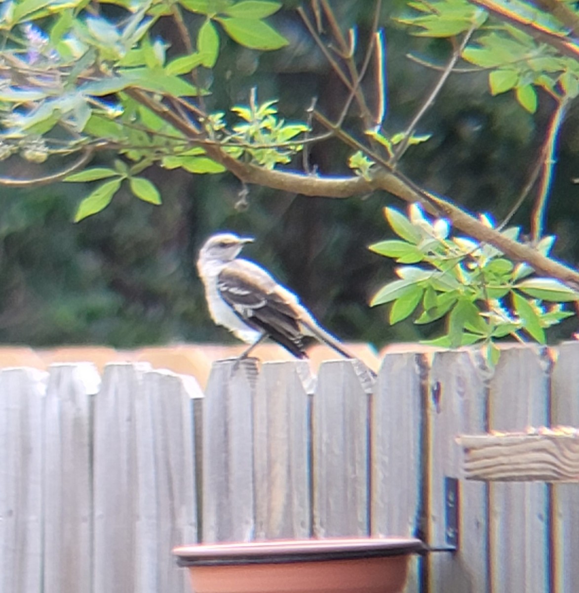 Northern Mockingbird - ML620733634