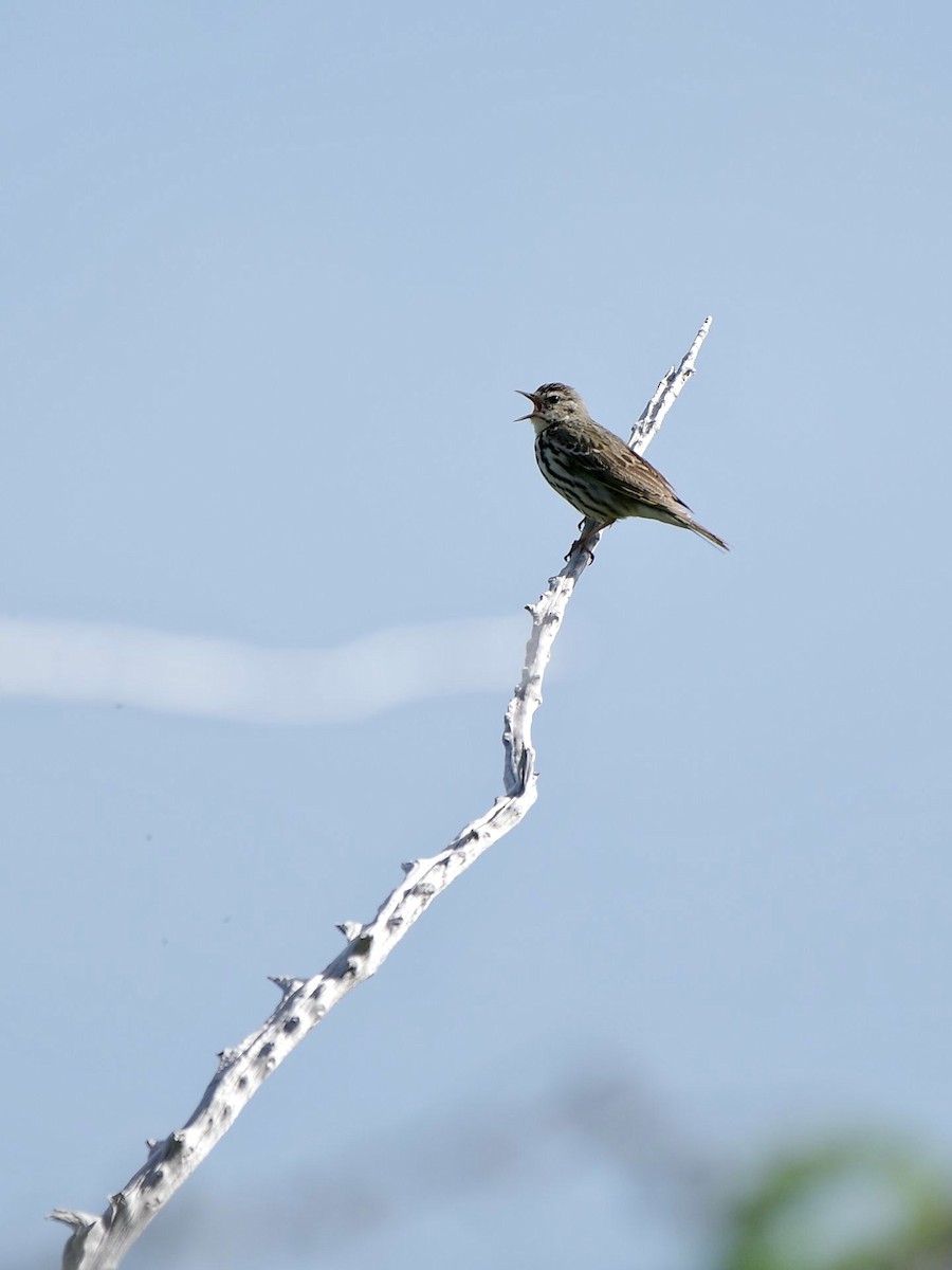 פפיון זיתי - ML620733635