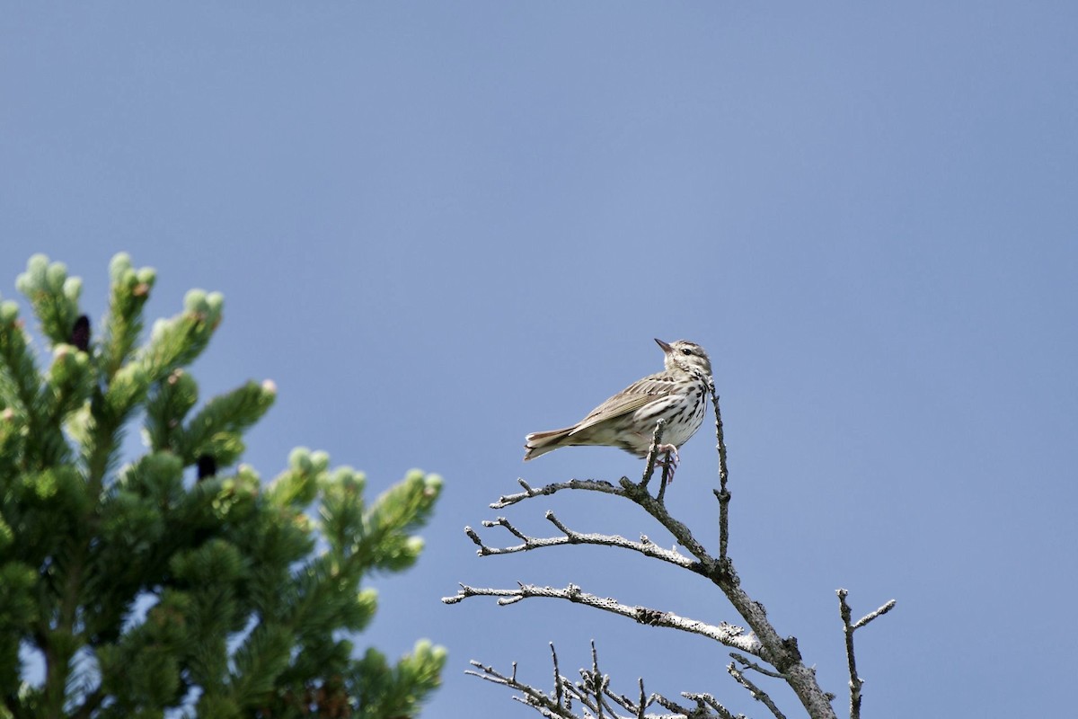 Olive-backed Pipit - ML620733636