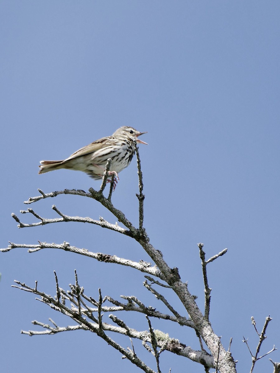 Olive-backed Pipit - Hideki Sekimoto