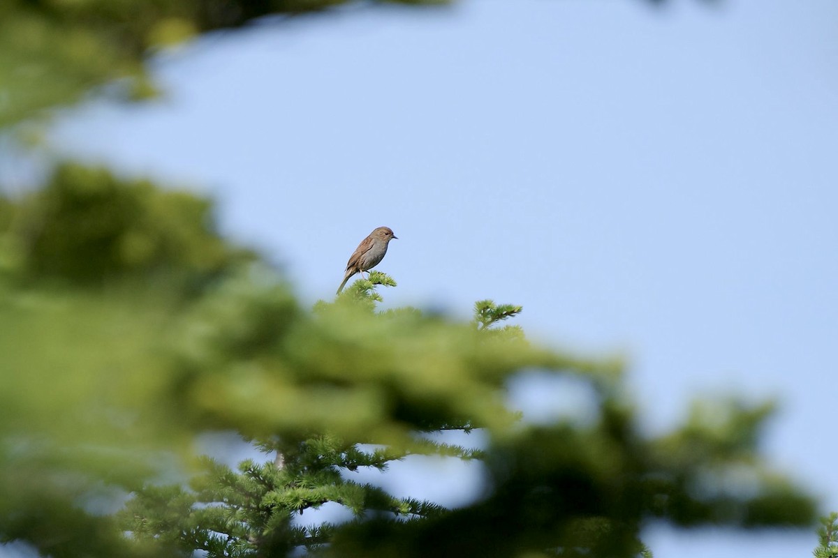 Japanese Accentor - ML620733639