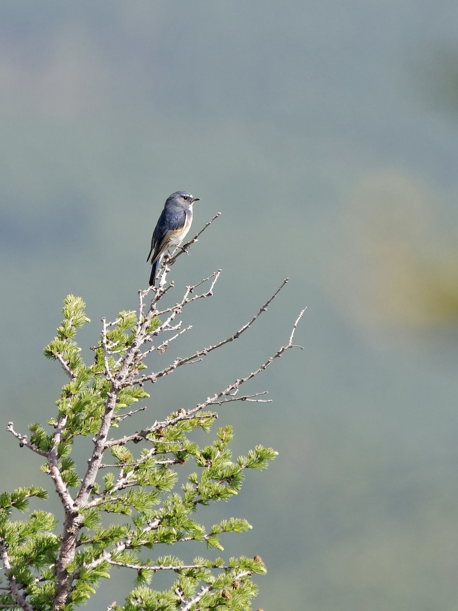 Red-flanked Bluetail - ML620733645