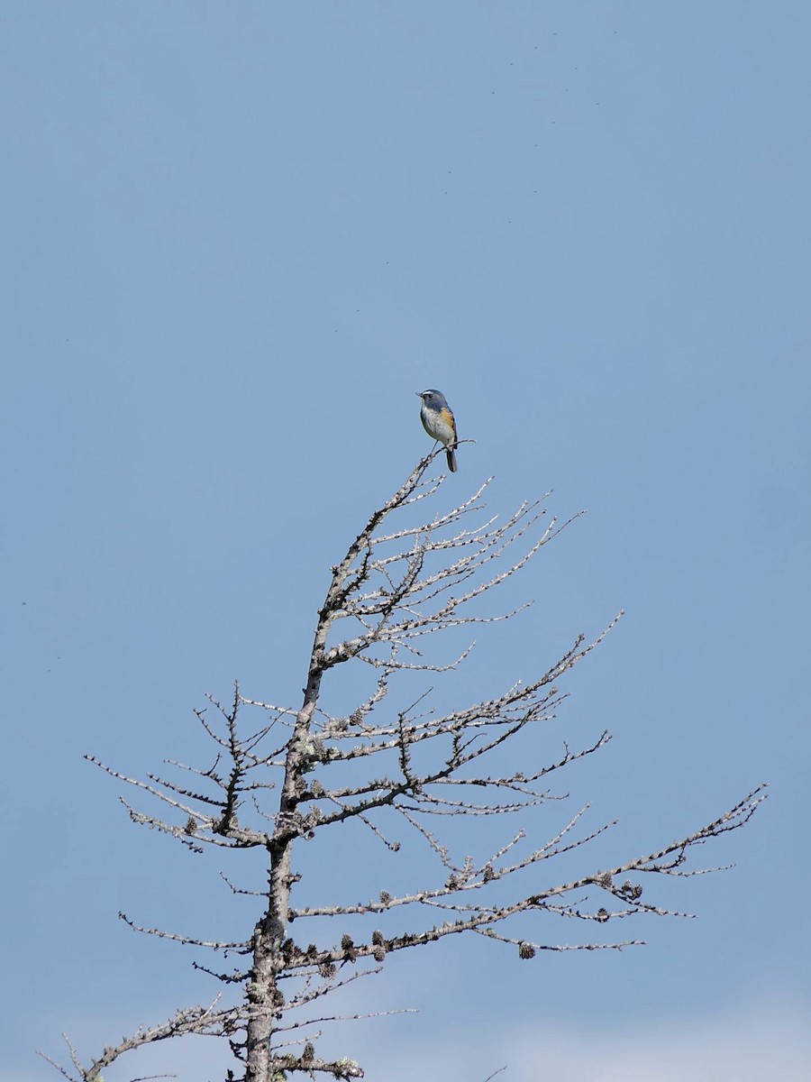 Red-flanked Bluetail - ML620733646