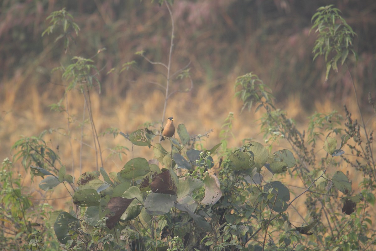 Brahminy Starling - ML620733648