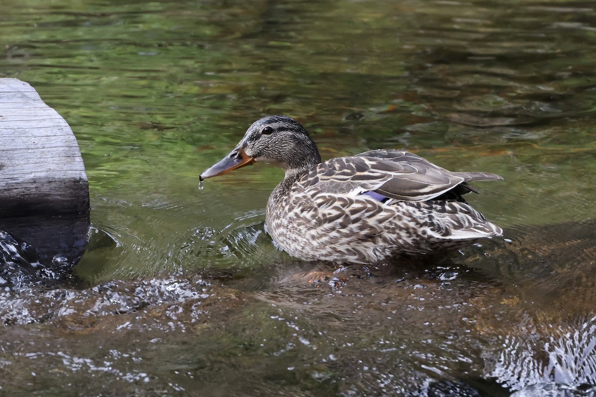 Canard colvert - ML620733651