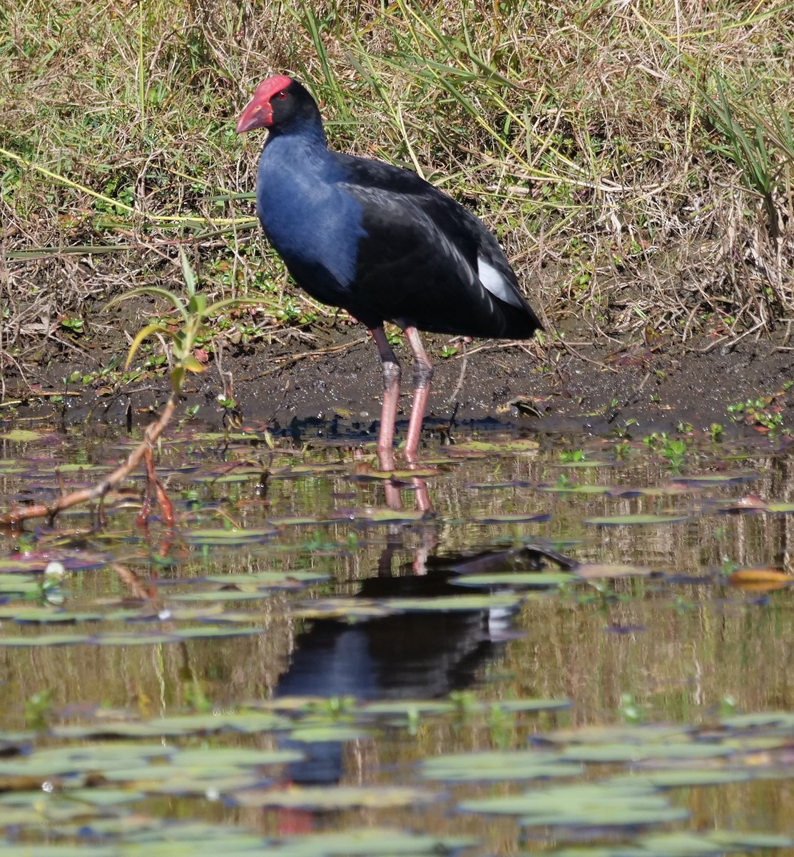 Australasian Swamphen - ML620733652