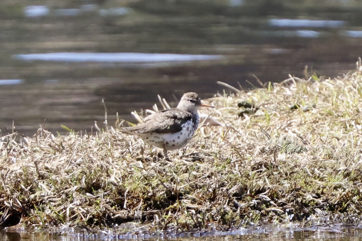 Spotted Sandpiper - Alice Church