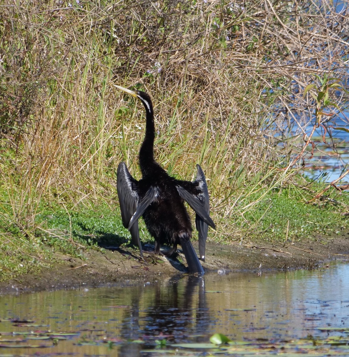 Anhinga d'Australie - ML620733658