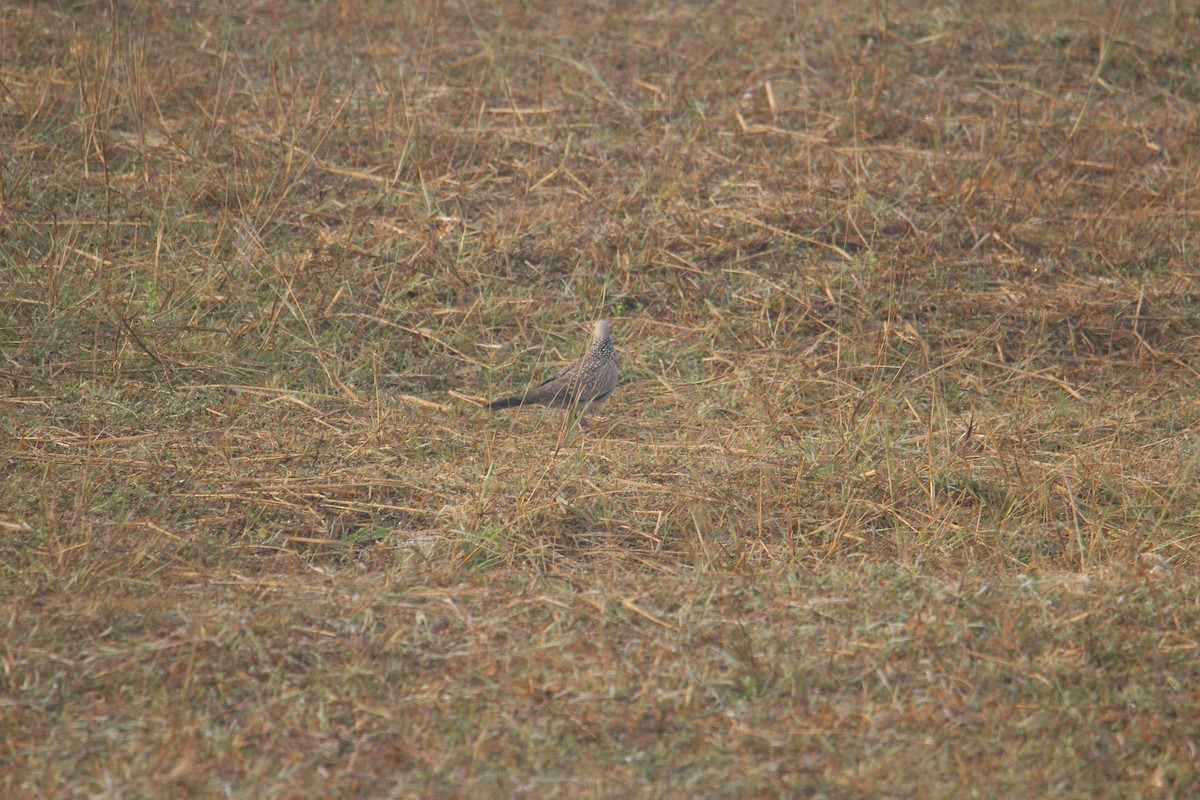 Spotted Dove - ML620733660