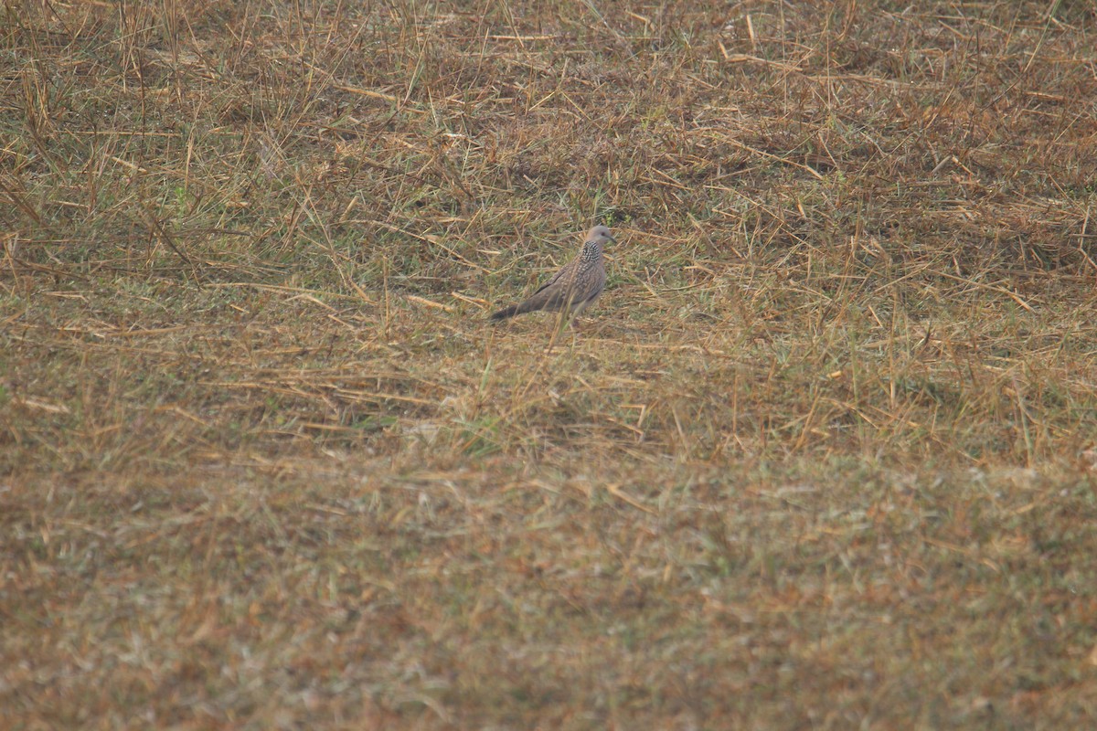 Spotted Dove - ML620733661