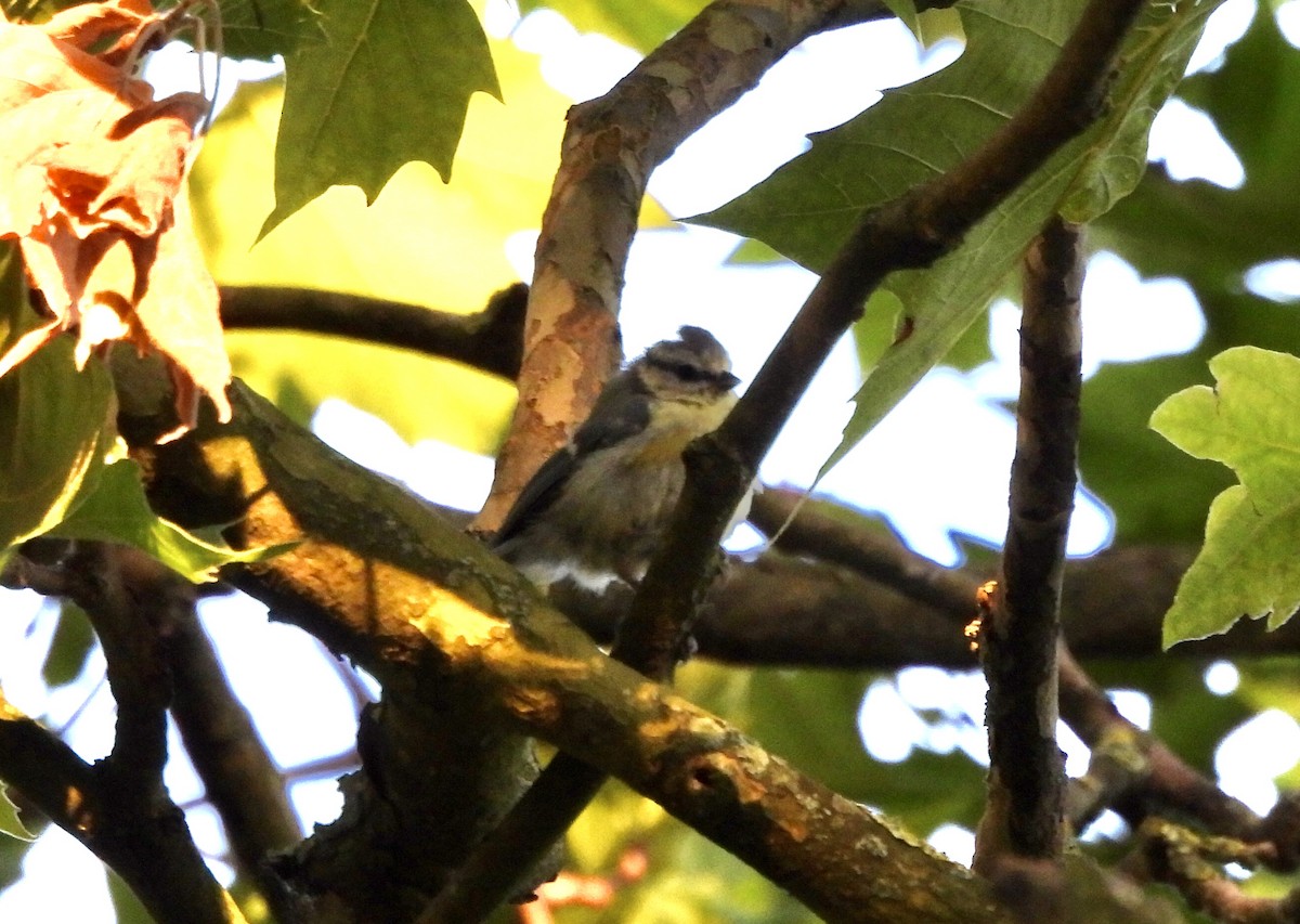 Eurasian Blue Tit - ML620733662