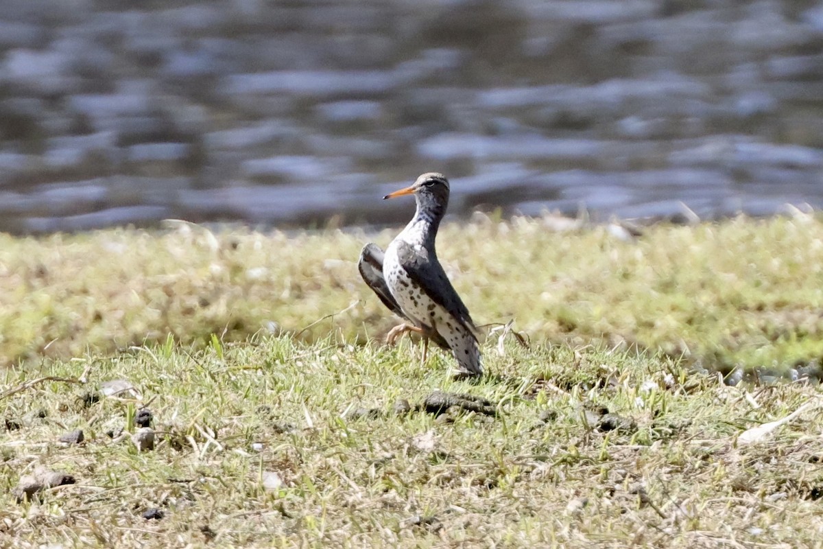 Spotted Sandpiper - ML620733663