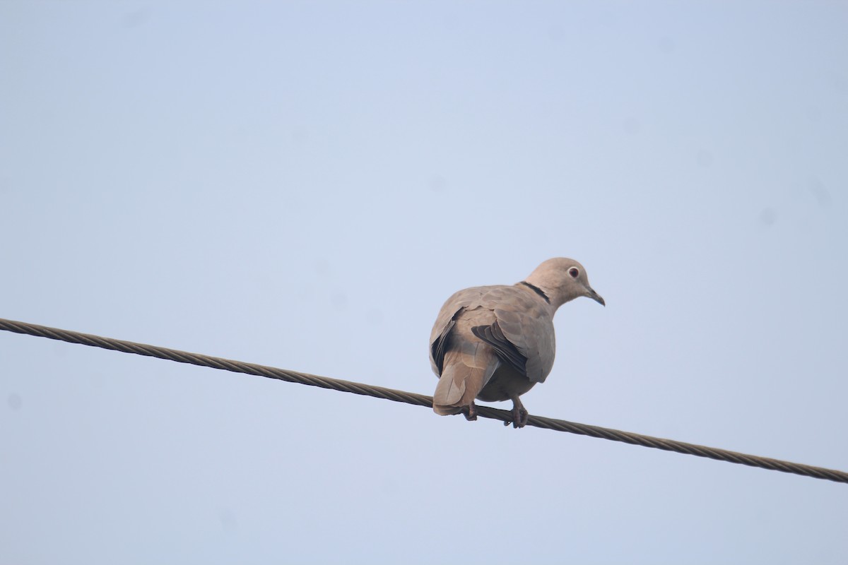 Eurasian Collared-Dove - ML620733666