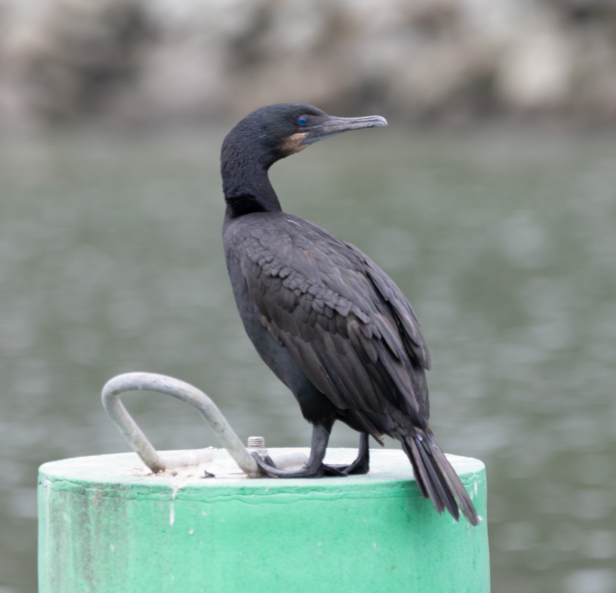 Brandt's Cormorant - ML620733667