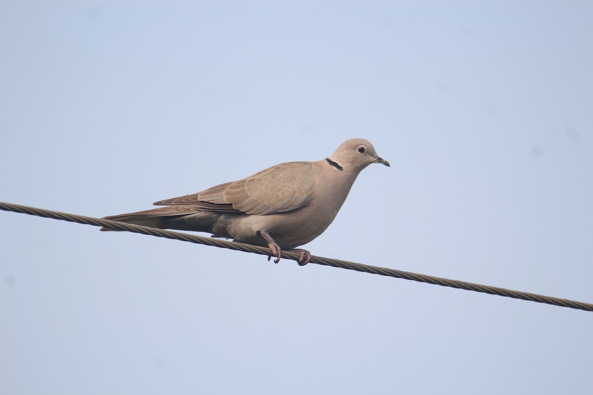 Eurasian Collared-Dove - ML620733668