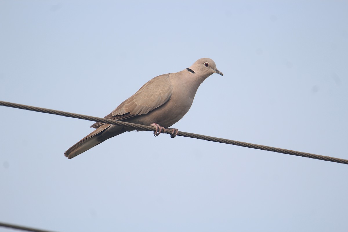 Eurasian Collared-Dove - Karthick VS