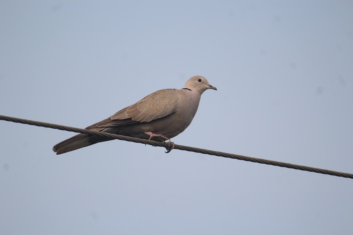 Eurasian Collared-Dove - ML620733670
