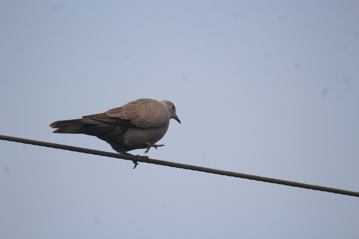 Eurasian Collared-Dove - ML620733671