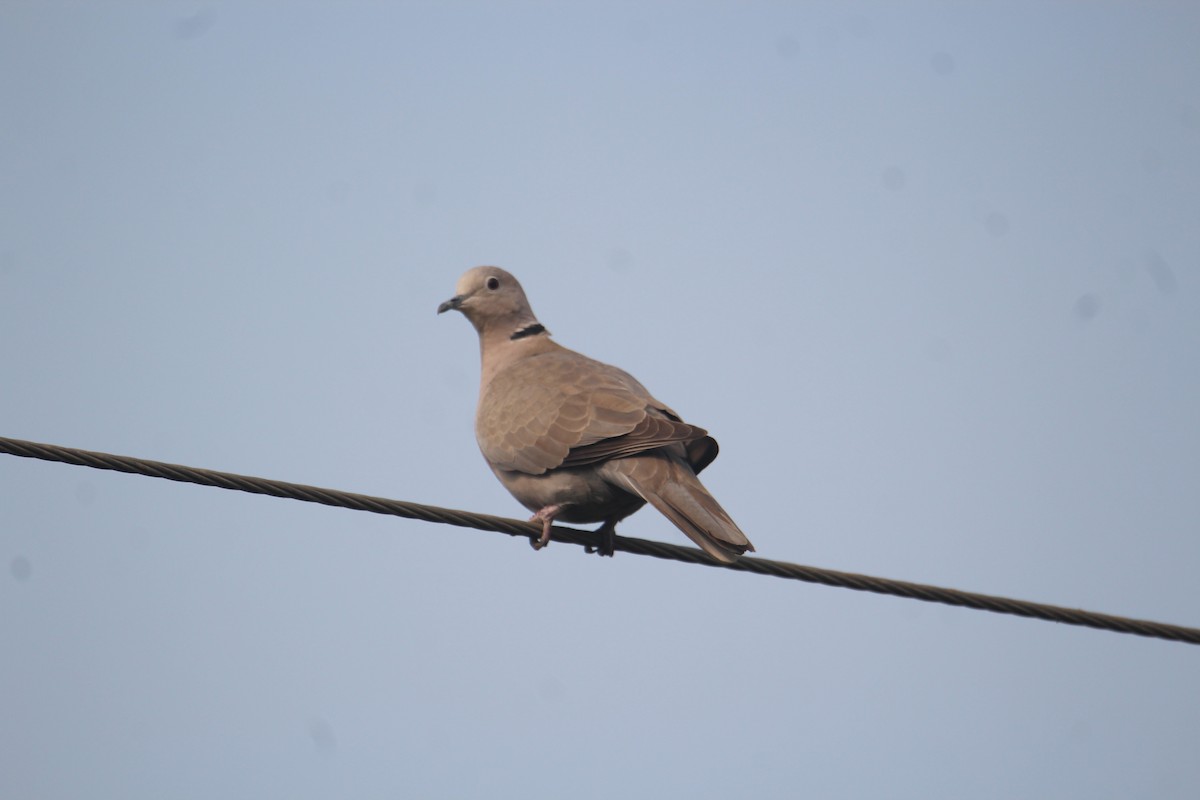 Eurasian Collared-Dove - ML620733672
