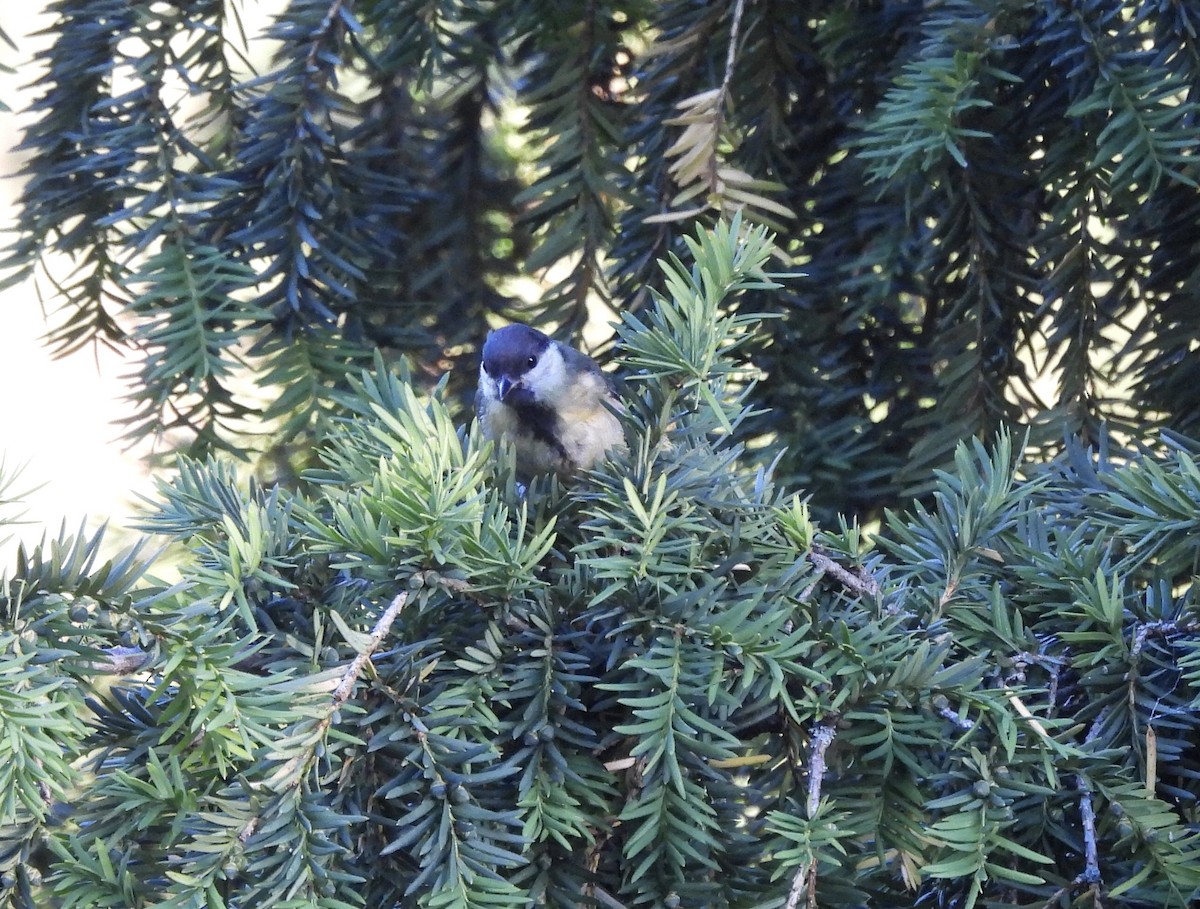 Coal Tit - ML620733673