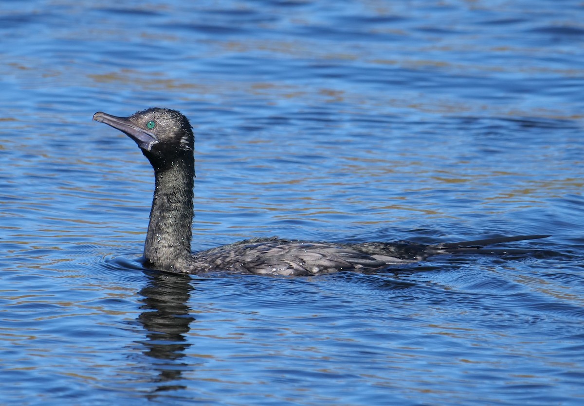 Little Black Cormorant - ML620733675