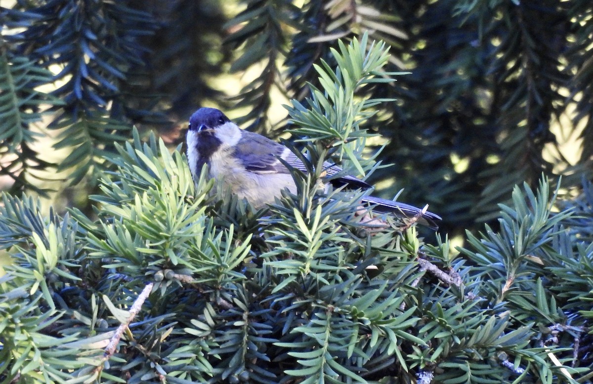 Coal Tit - ML620733676