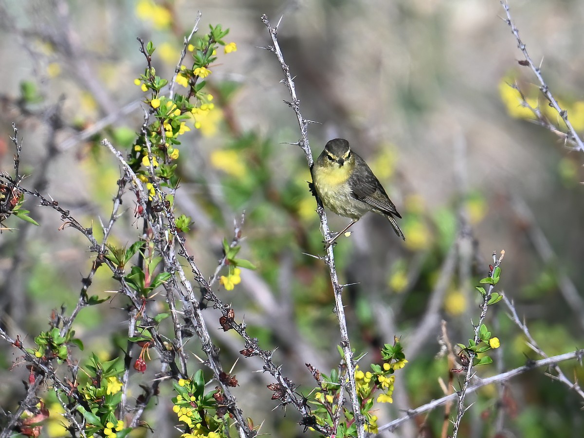 Tickell's Leaf Warbler (Tickell's) - ML620733678