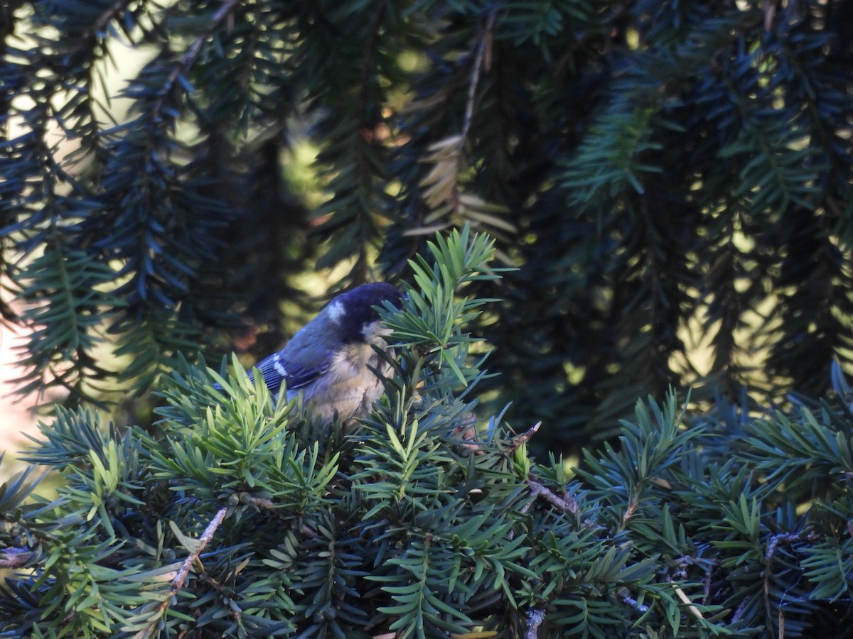 Coal Tit - ML620733679