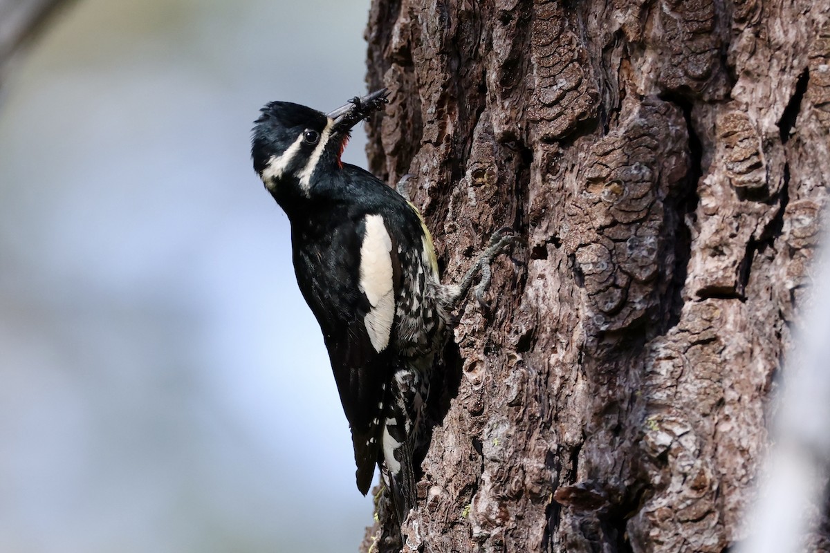 Williamson's Sapsucker - ML620733680