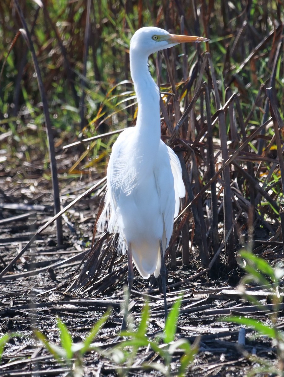 Plumed Egret - ML620733681