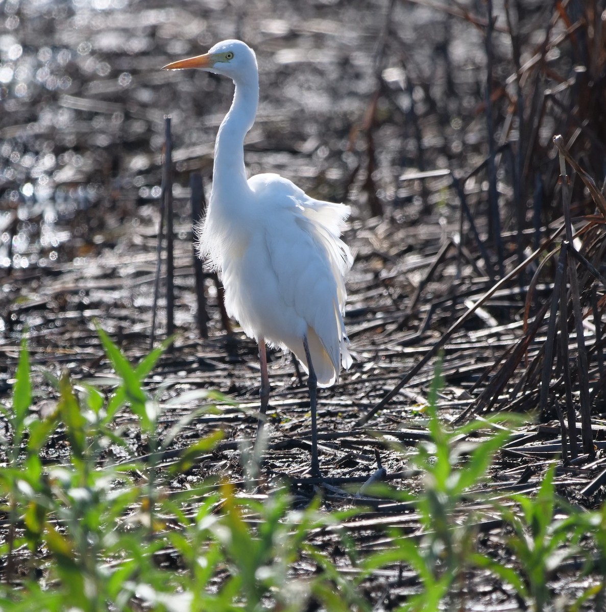 Plumed Egret - ML620733682