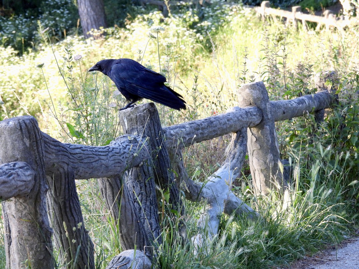 Carrion Crow - ML620733684