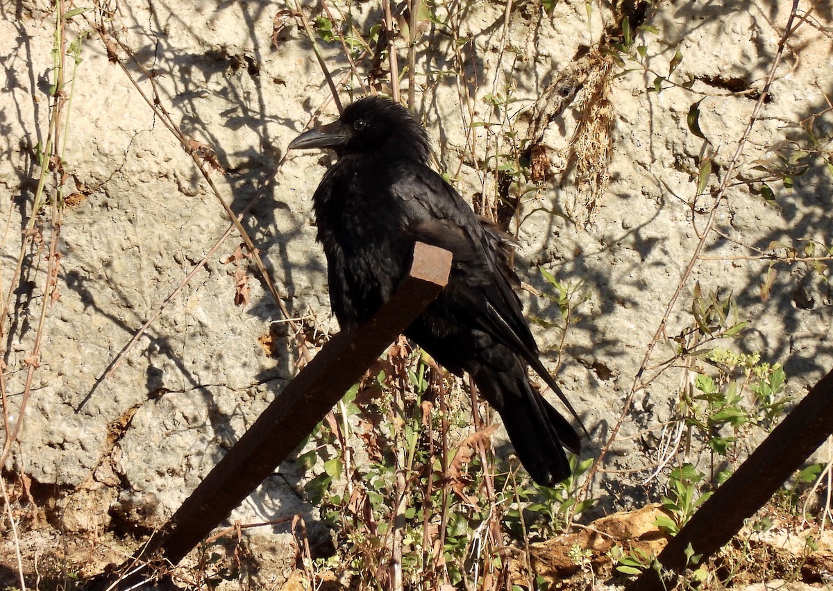 Carrion Crow - ML620733685