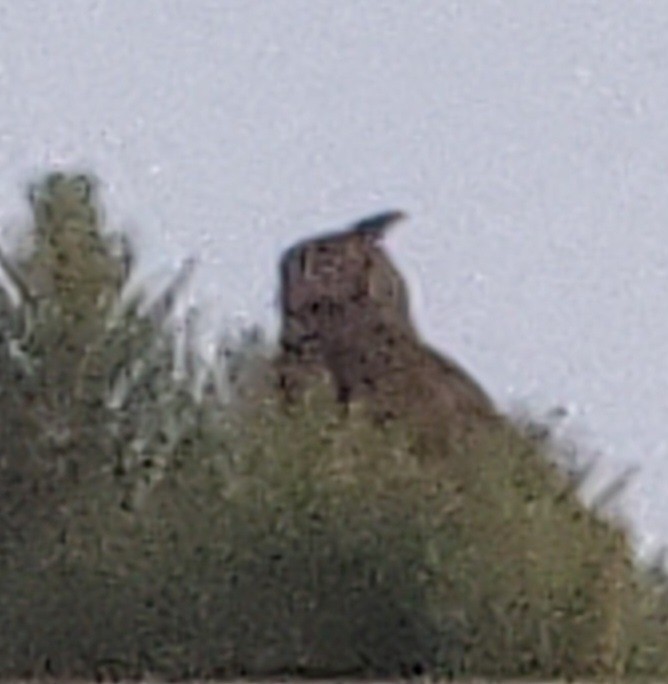 Great Horned Owl - ML620733686