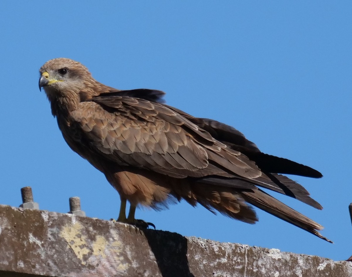 Black Kite - ML620733687