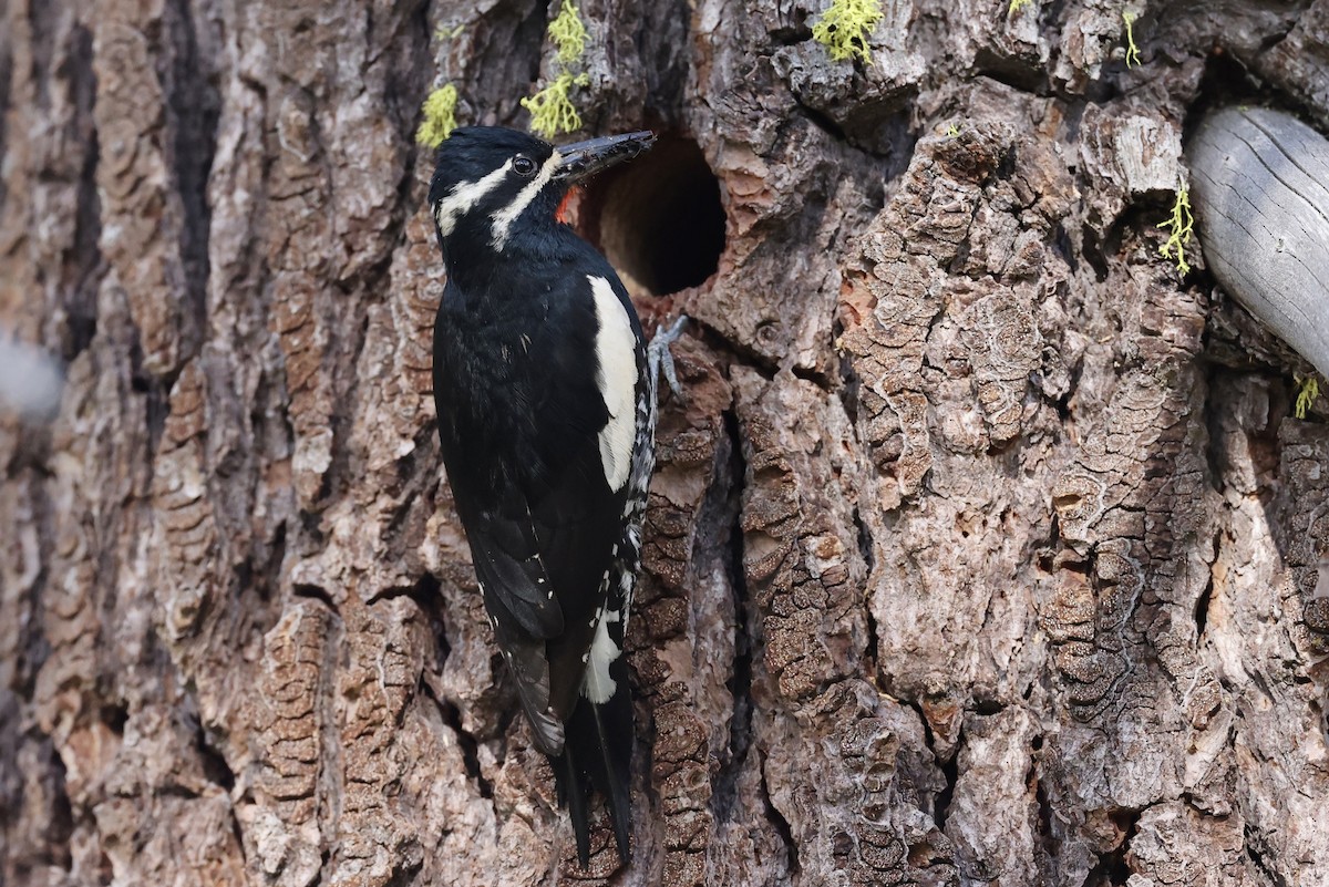 Williamson's Sapsucker - ML620733688