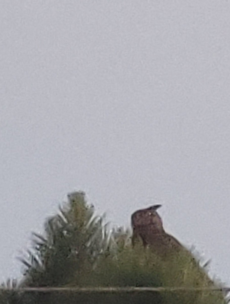 Great Horned Owl - ML620733689