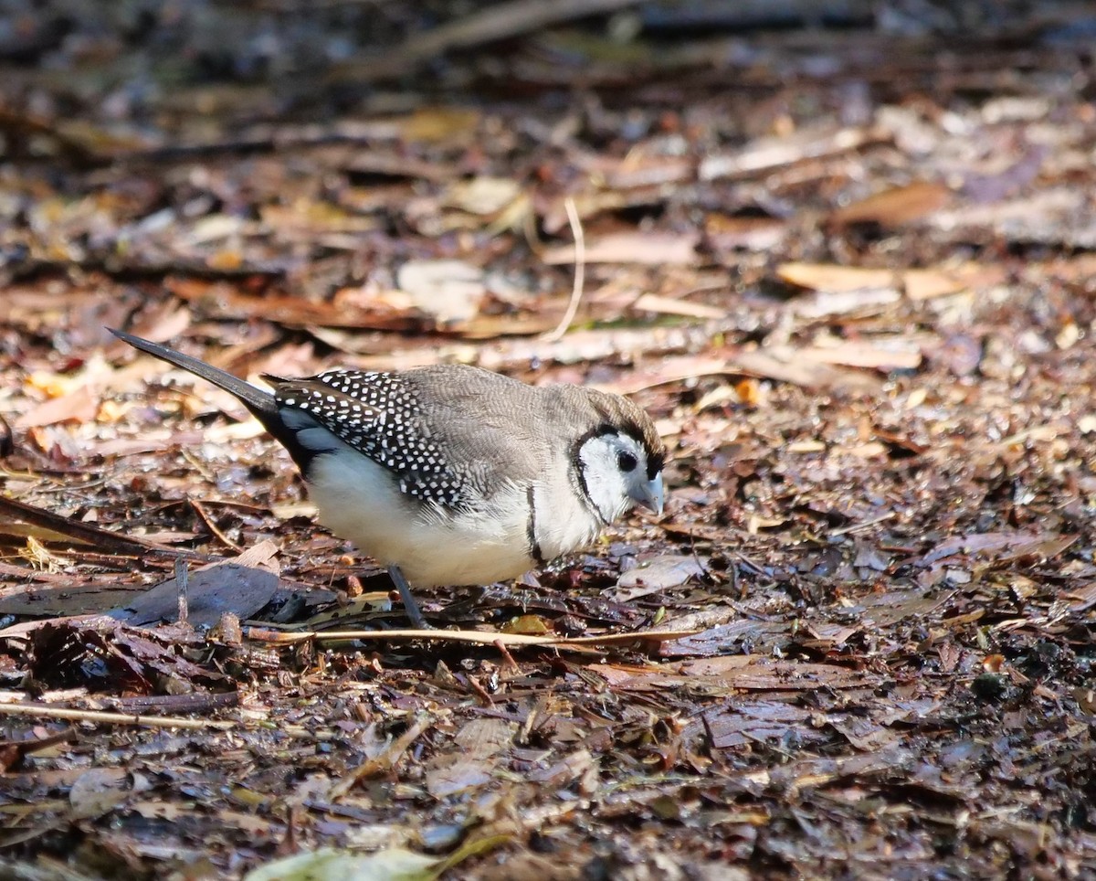 Double-barred Finch - ML620733690