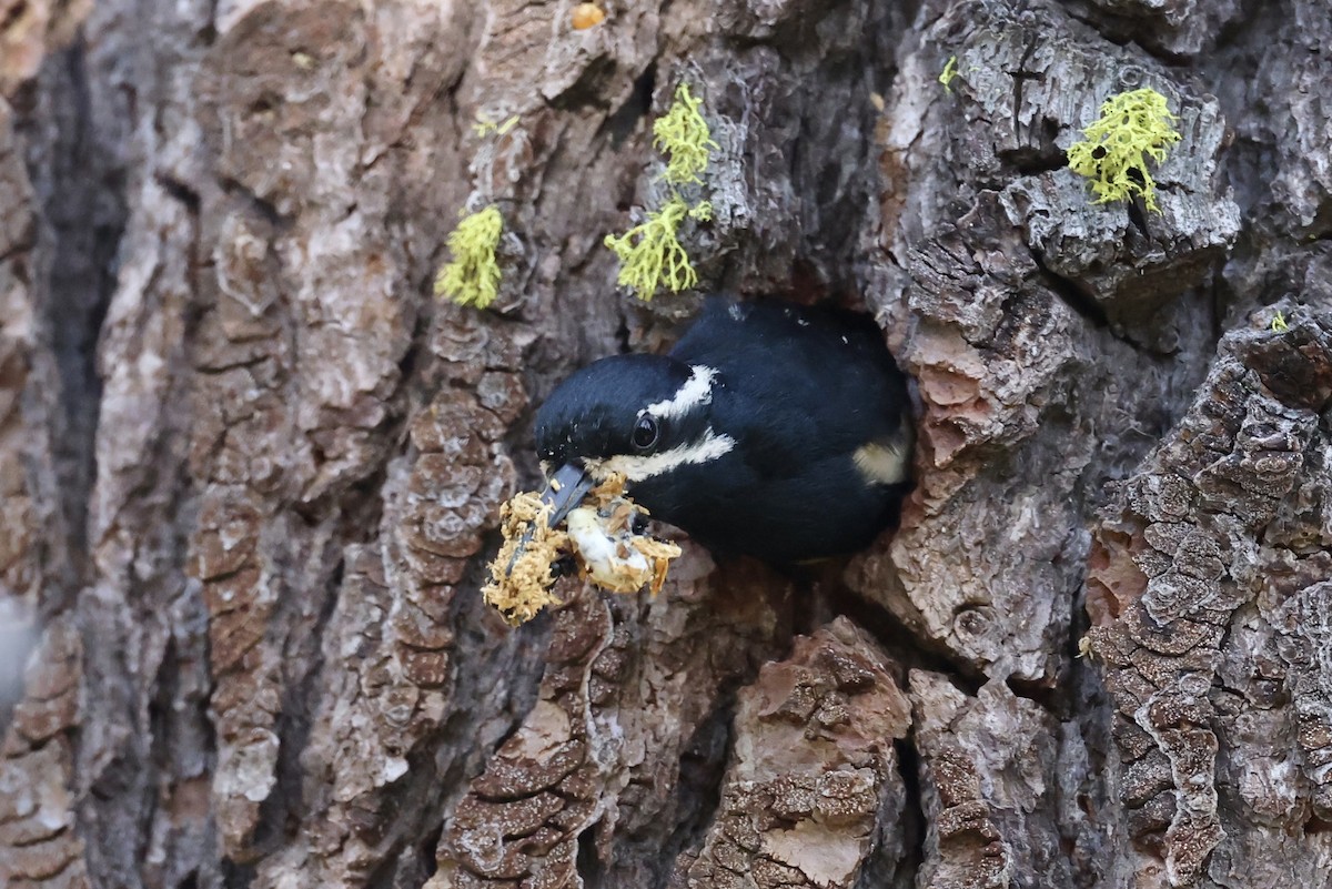 Williamson's Sapsucker - ML620733691