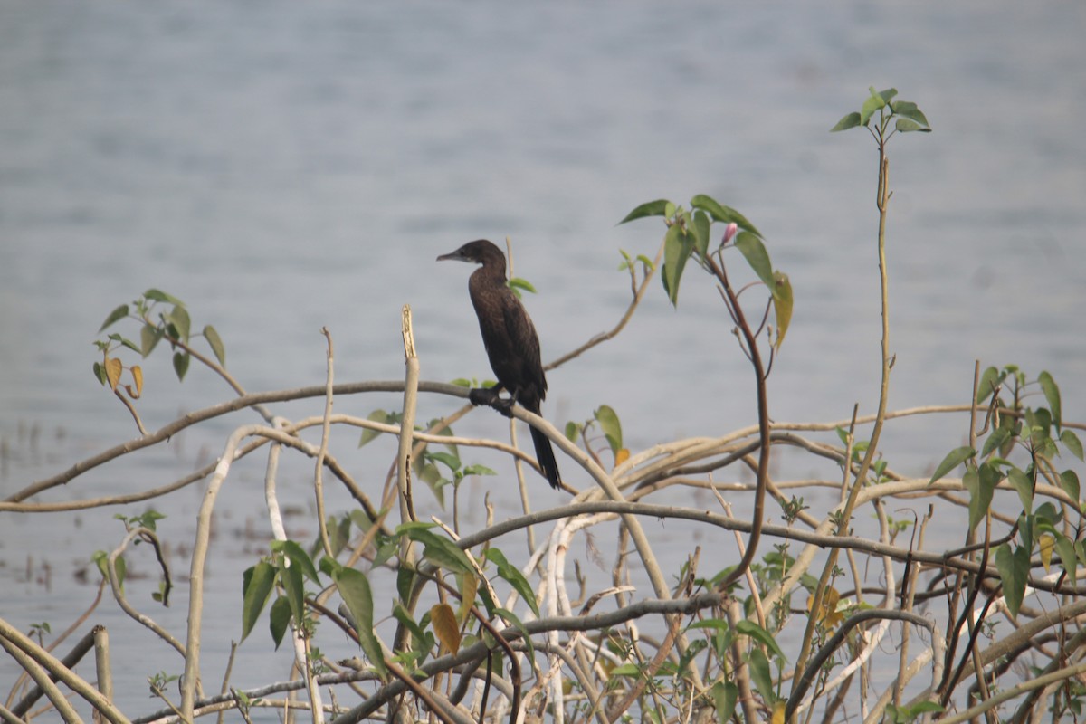 Cormorán de Java - ML620733692