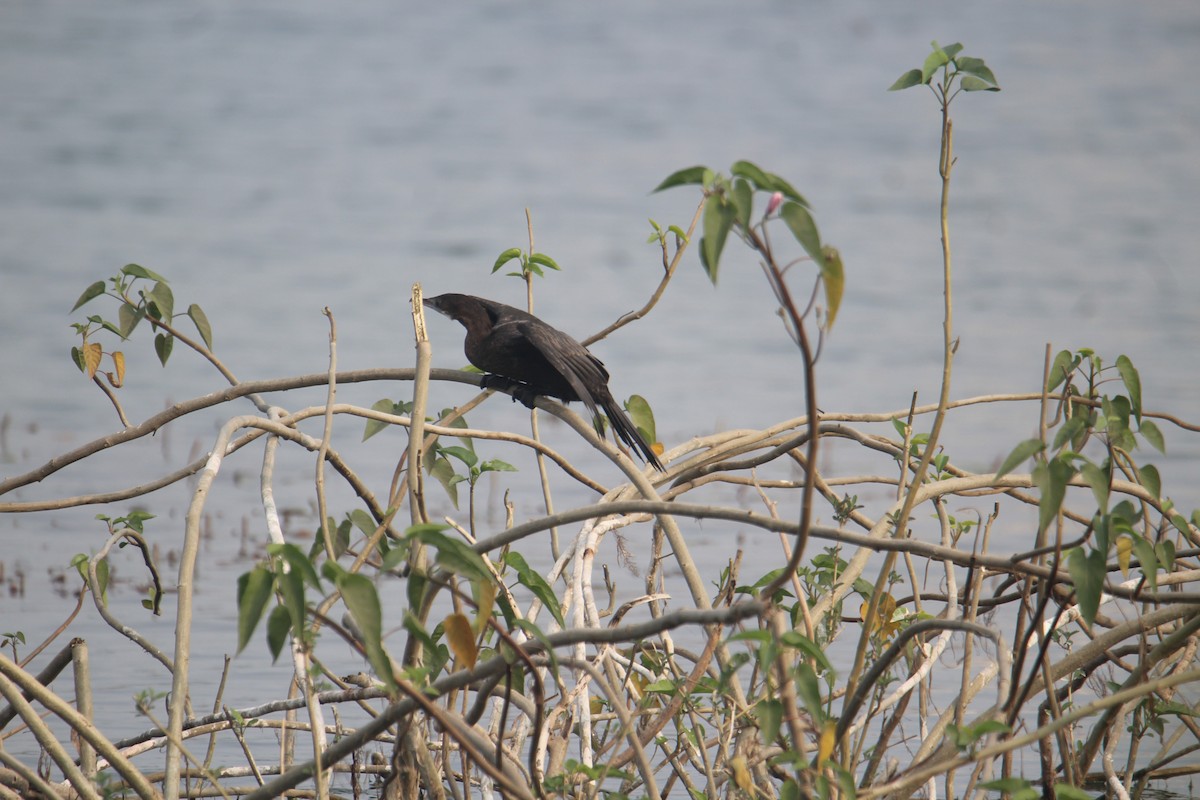 Little Cormorant - ML620733693