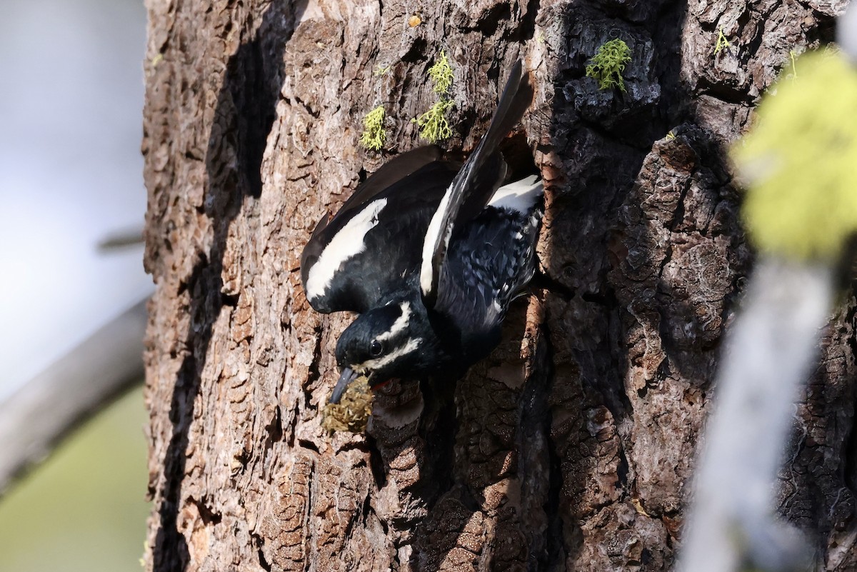 Williamson's Sapsucker - ML620733694