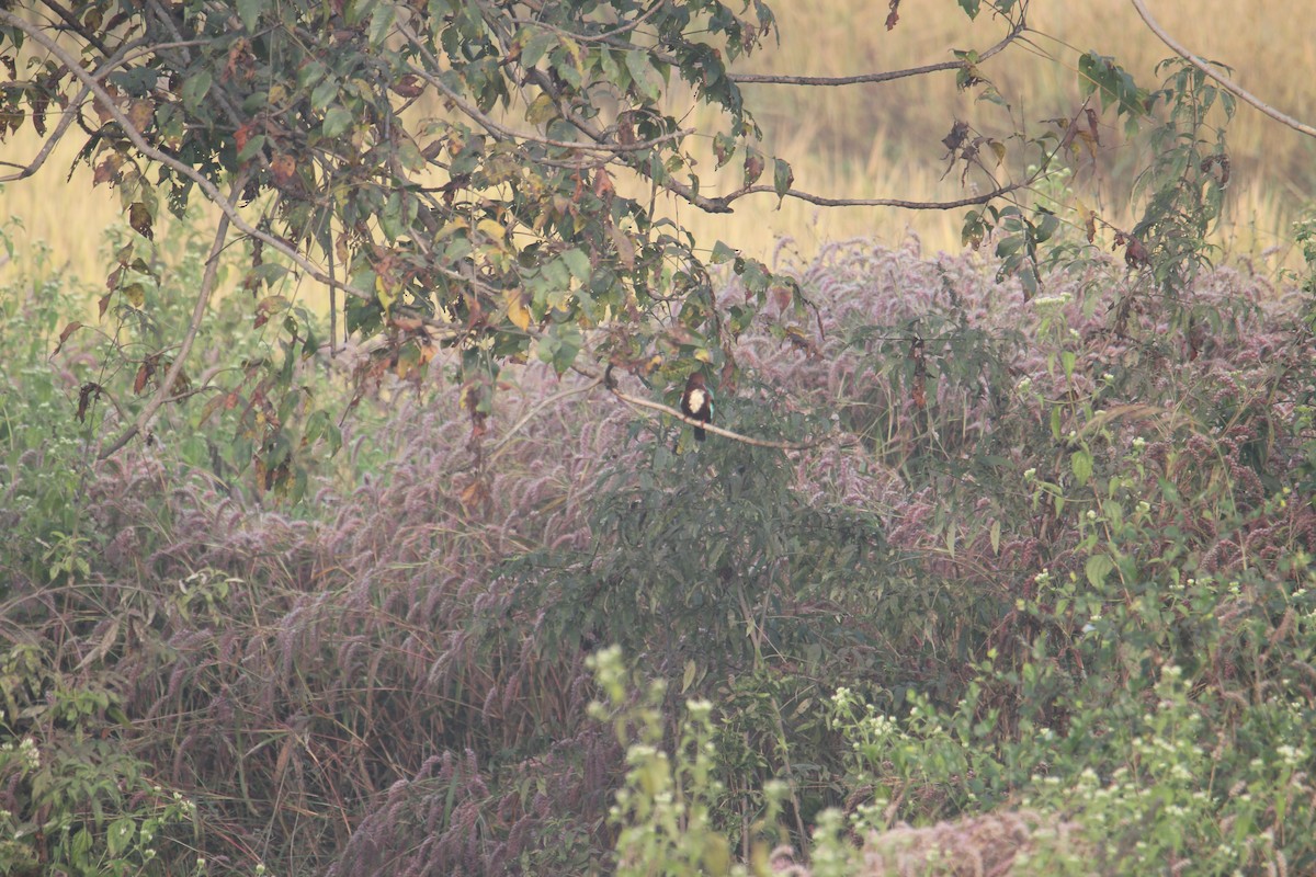 White-throated Kingfisher - Karthick VS