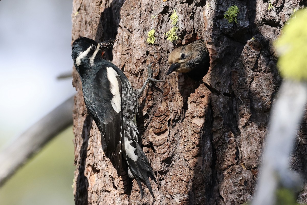 Williamson's Sapsucker - ML620733698