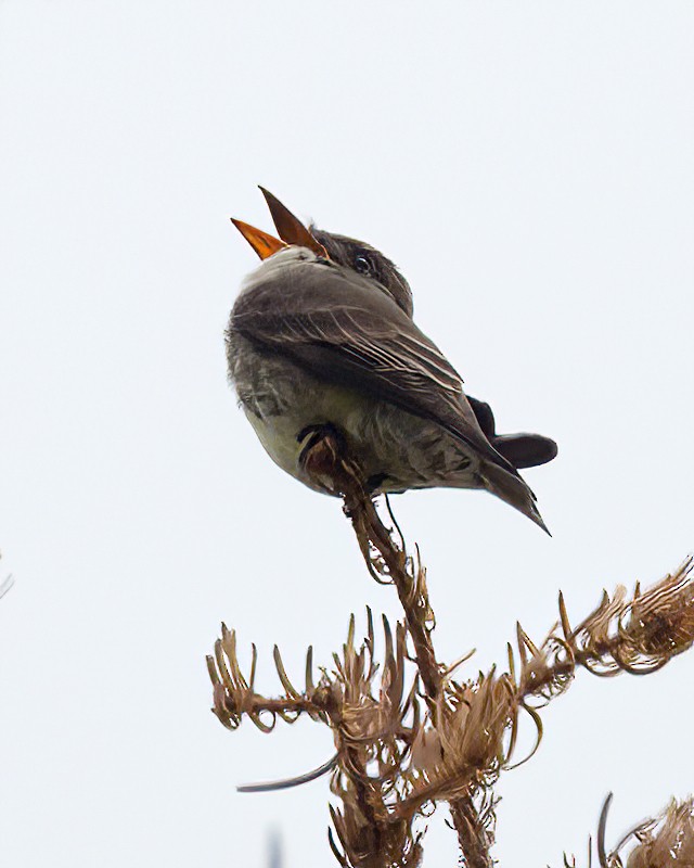 Olive-sided Flycatcher - ML620733701