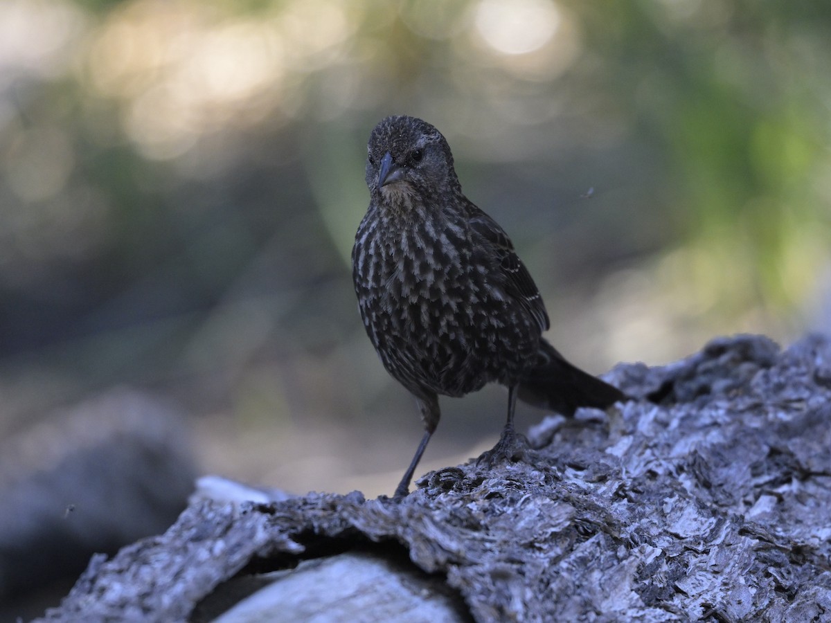 Red-winged Blackbird - ML620733702