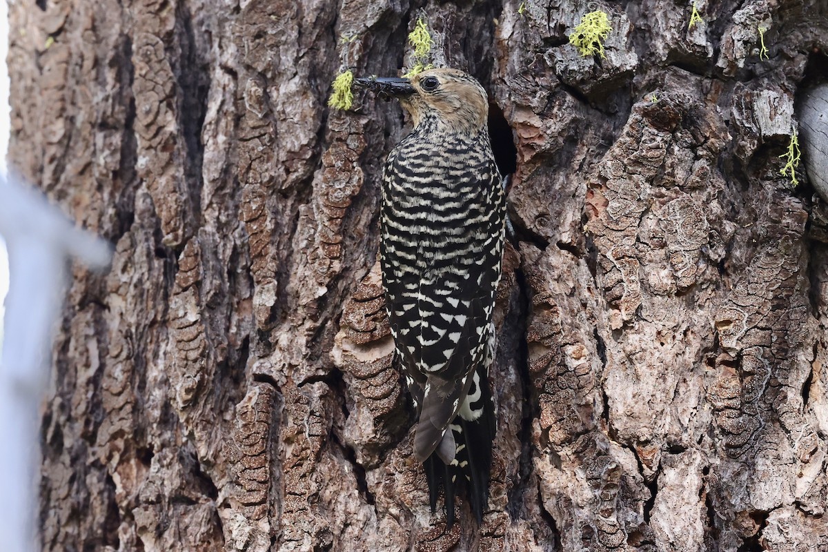 Williamson's Sapsucker - ML620733703