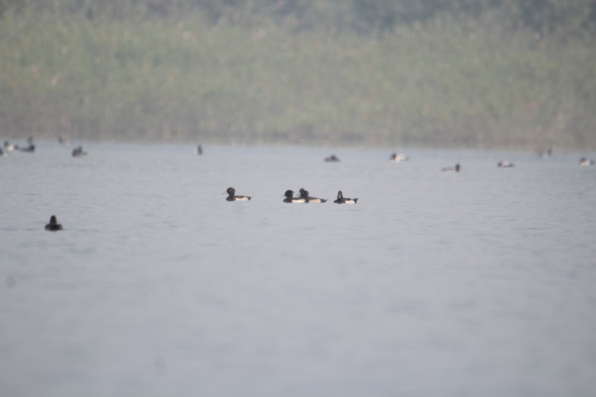 Tufted Duck - ML620733708