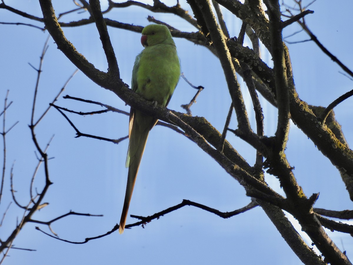 Rose-ringed Parakeet - ML620733711